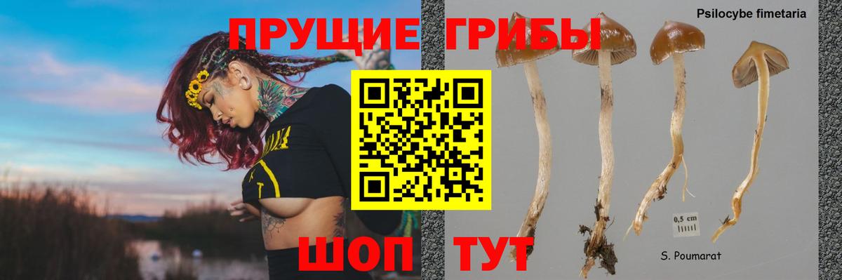 Псилоцибиновые грибы Psilocybe Вичуга